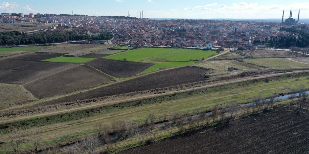 İklim değişikliği ve kuraklık bitkilerin hücre yapılarında bozulmaya neden oluyor