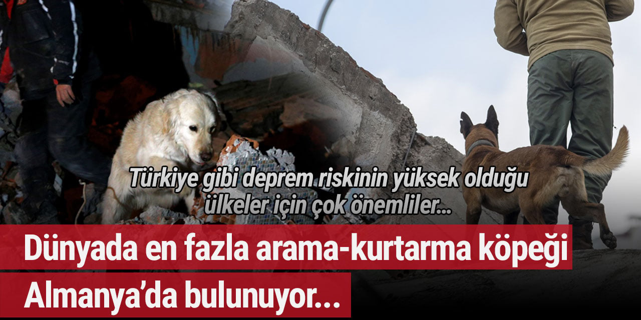 Dünyada en fazla arama-kurtarma köpeği Almanya’da var! Türkiye gibi deprem riskinin yüksek olduğu ülkeler için ise çok önemliler…