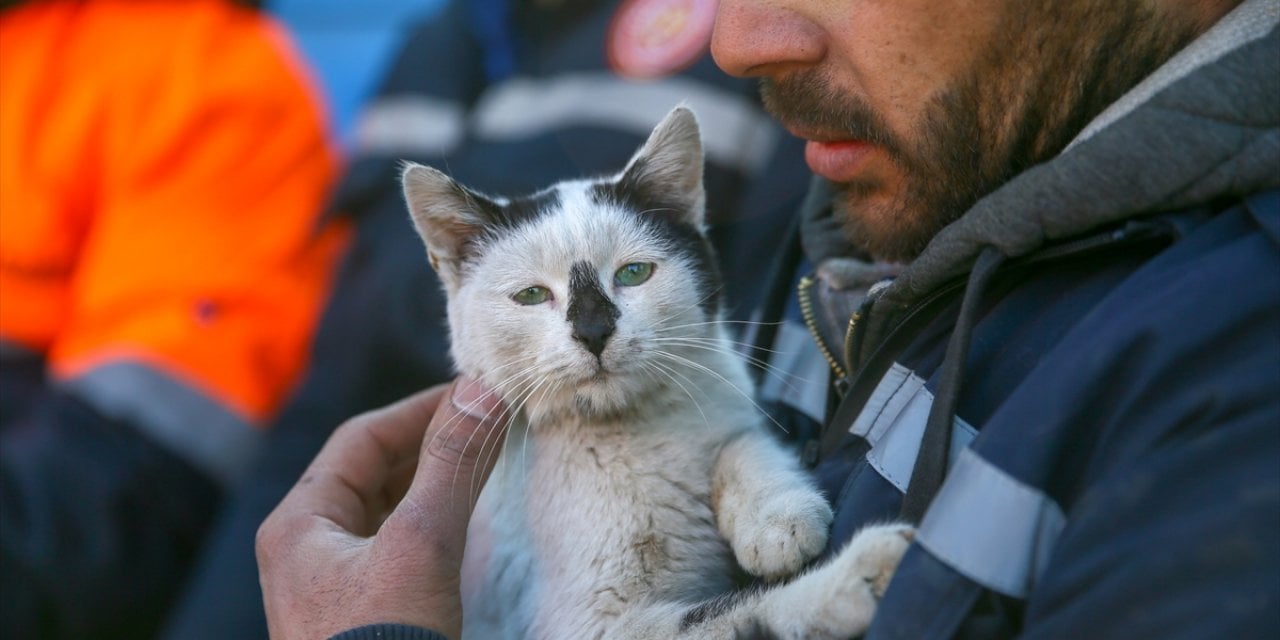 Göçükten çıkarılarak "Enkaz" adı verilen kedi, arama kurtarma ekibinin maskotu oldu