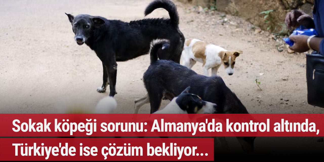 Sokak köpeği sorunu: Almanya'da kontrol altında, Türkiye'de ise çözüm bekliyor...