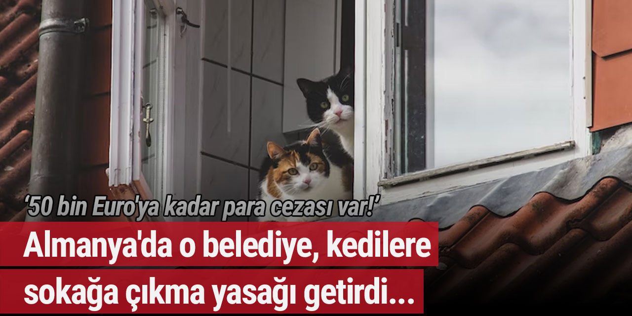 Almanya'da o belediye, kedilere sokağa çıkma yasağı getirdi... 50 bin Euro'ya kadar para cezası var!