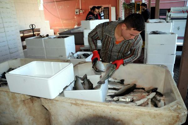 Tokat'tan Avrupa'ya balık ihraç ediyor