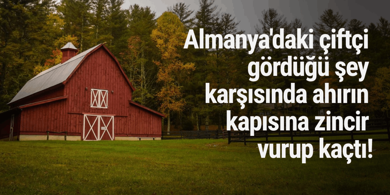 Almanya'daki çiftçi gördüğü şey karşısında ahırın kapısına zincir vurup kaçtı!