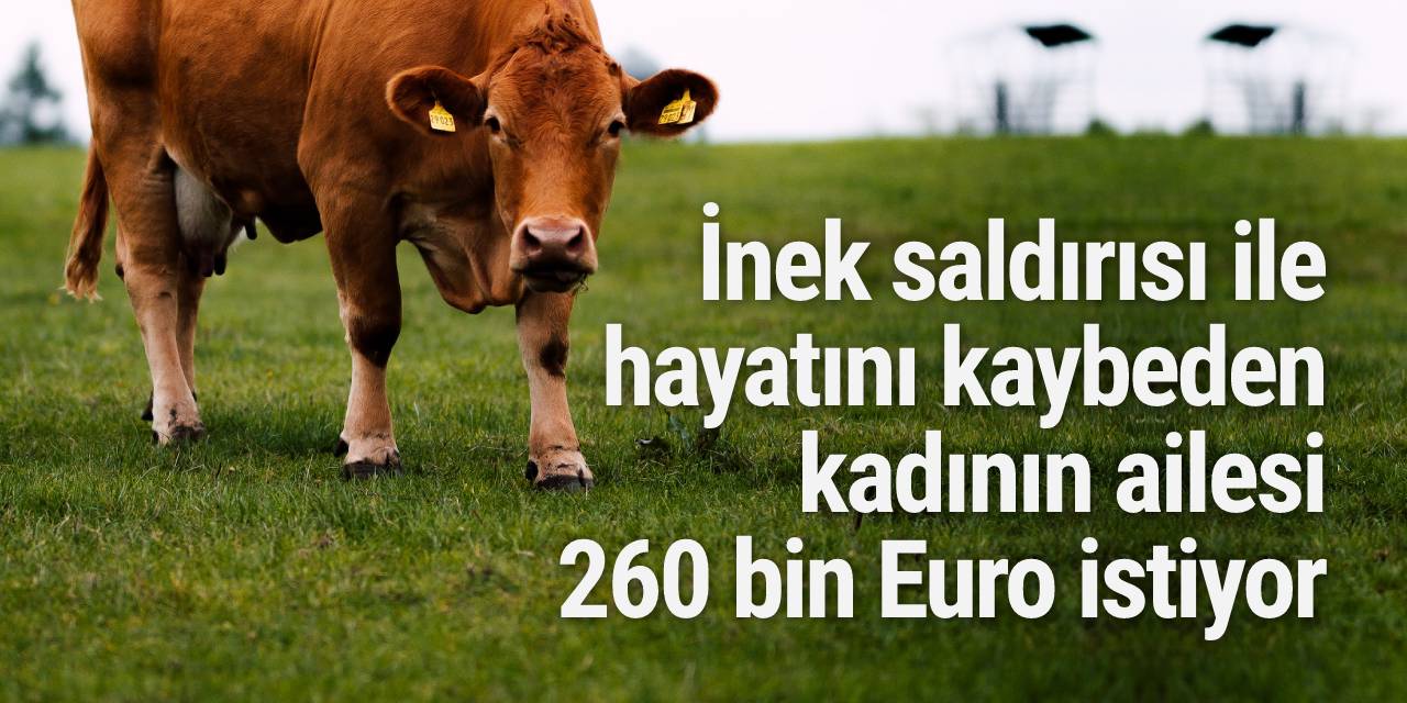 İnek, bir kadının ölümüne sebep oldu... Ailesi 260 bin Euro tazminat istiyor