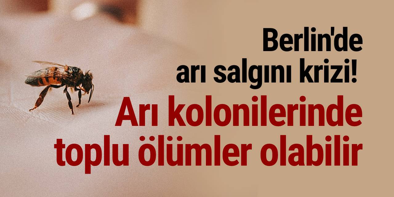 Berlin'de arı salgını krizi! Arı kolonilerinde toplu ölümler olabilir