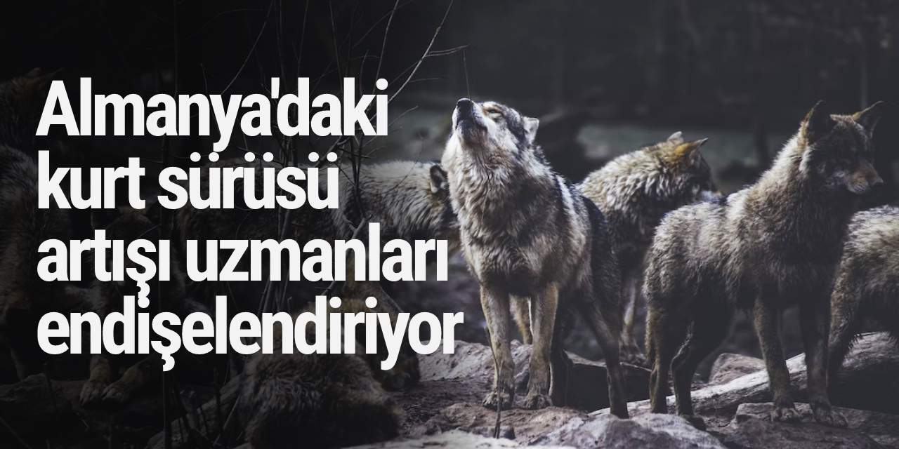 Almanya'daki kurt sürüsü artışı uzmanları endişelendiriyor