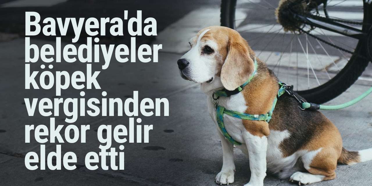 Bavyera'da belediyeler köpek vergisinden rekor gelir elde etti
