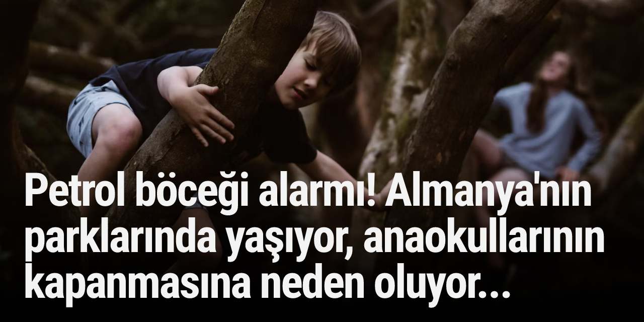 Petrol böceği alarmı! Almanya'nın parklarında yaşıyor, anaokullarının kapanmasına neden oluyor...