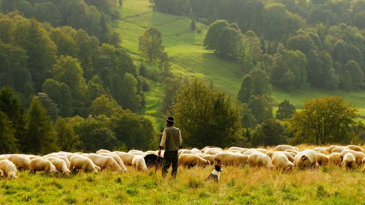 Türkiye'de 'ithal çoban' dönemi başladı