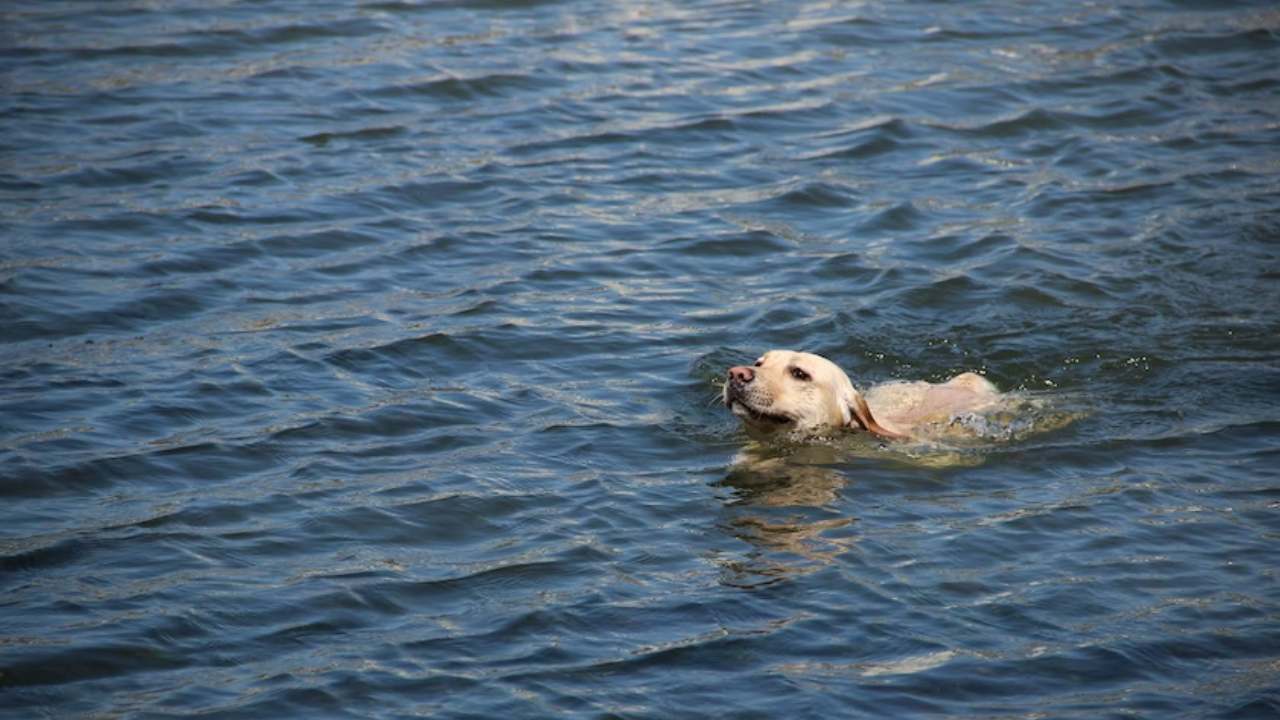 Okyanusta köpeğiyle 2 ay mahsur kaldı!