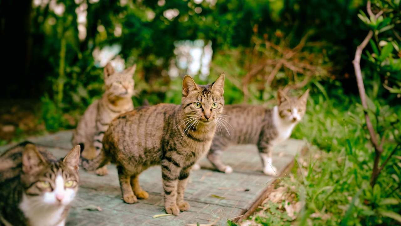 Kıbrıs'ta 'kedi ölümleri' tartışması