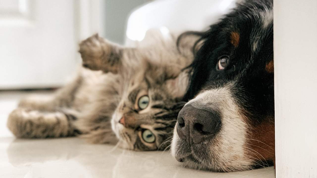Evcil hayvanda rekora giden Almanların tercihi kedi mi, köpek mi?