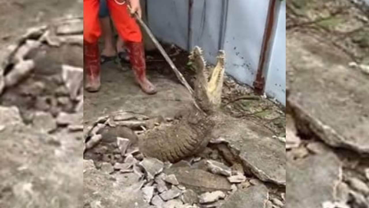 Kaldırımdaki çatlağın arasında 3 timsah çıktı