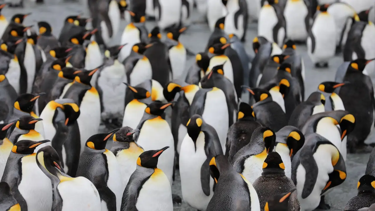 Küresel ısınma devam ederse, imparator penguenler yok olacak