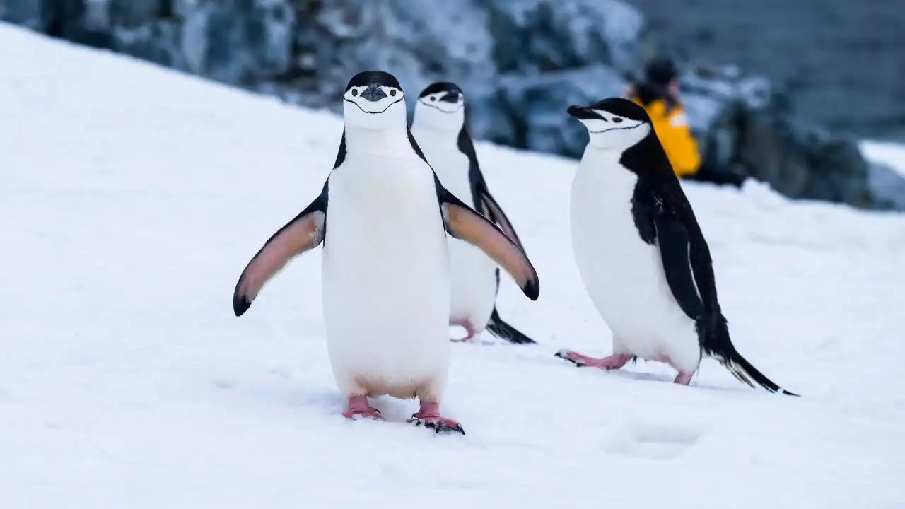 Antarktika'da buz kırıldı. 10 bin yavru penguen öldü