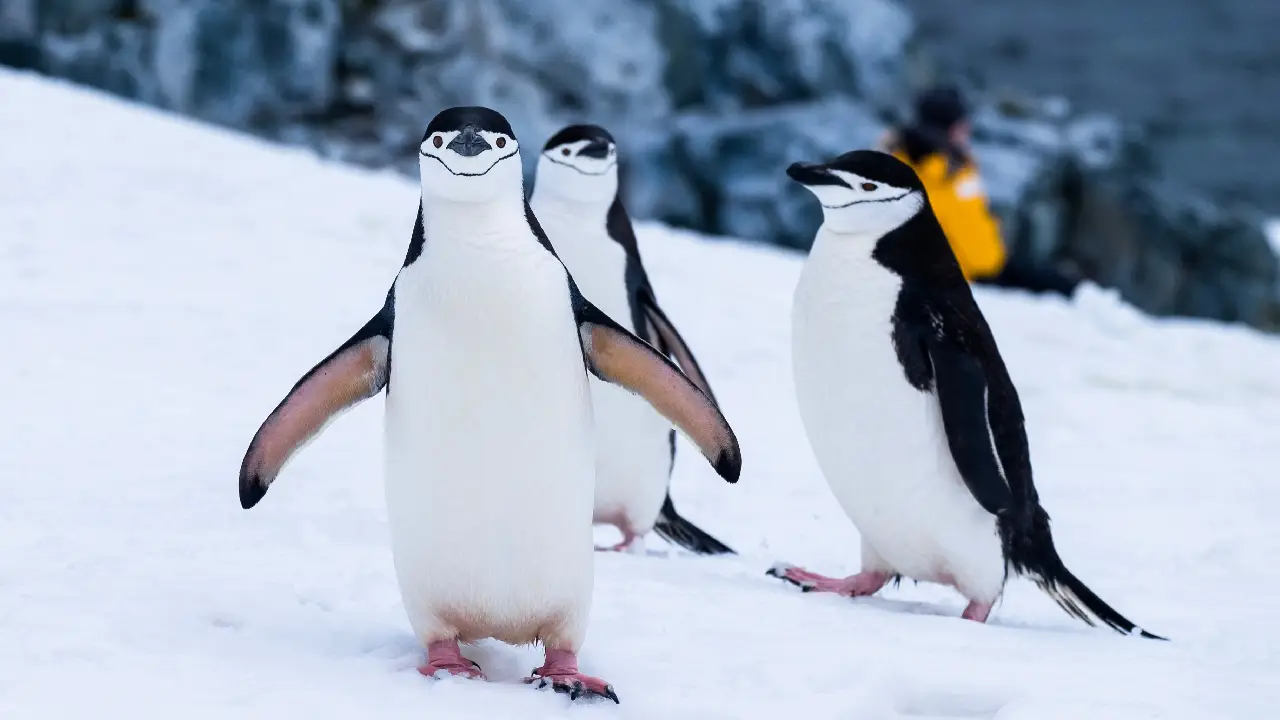 Almanya'da penguen kostümlü protesto