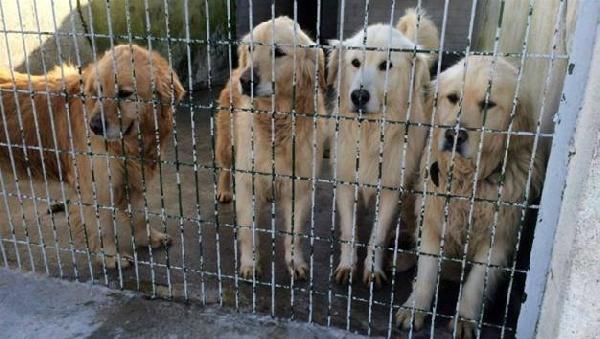 Abandoned dogs find home in US