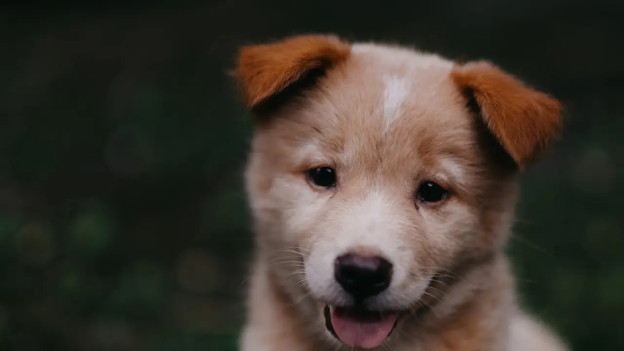 Kayalıklarda sıkışan köpek yavrusu, annesinin dikkat çekmesi sonucu kurtarıldı