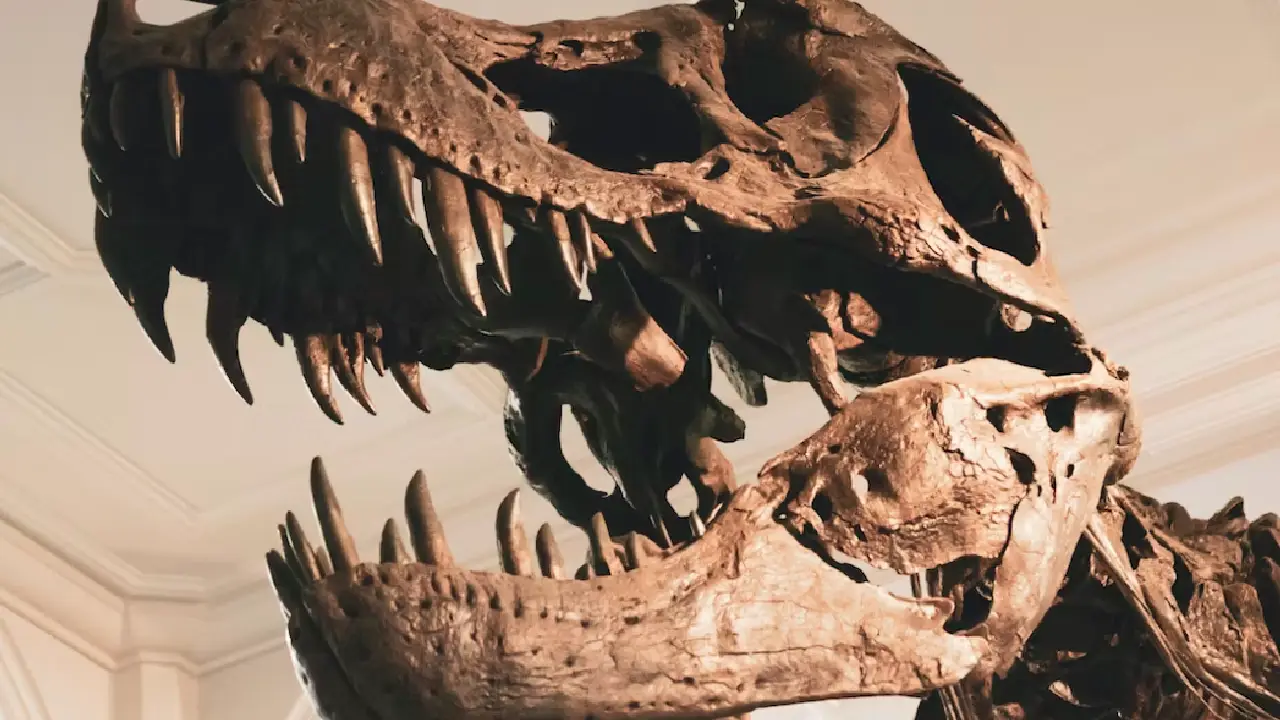 Avrupa'daki en büyük dinozor iskeletlerinden biri İspanya'da bulundu!