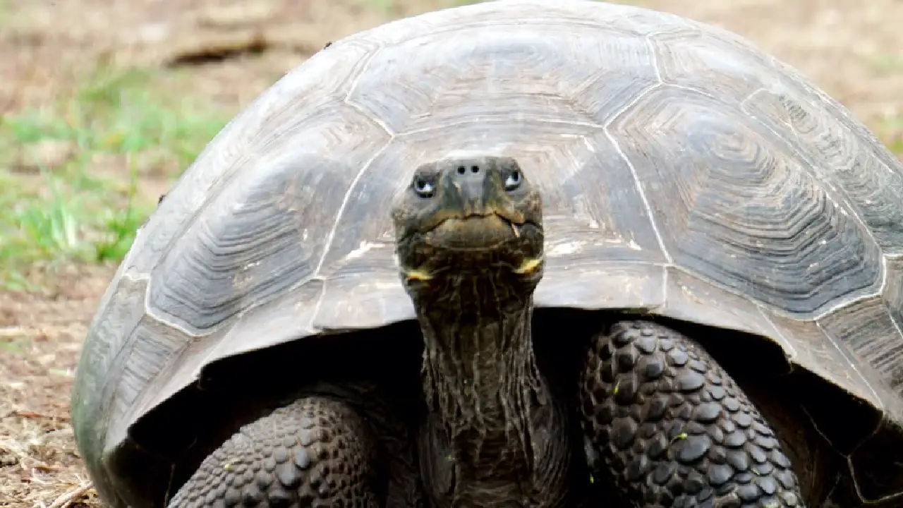 82 yaşındaki kaplumbağadan 150 gram ağırlığında taş çıkarıldı