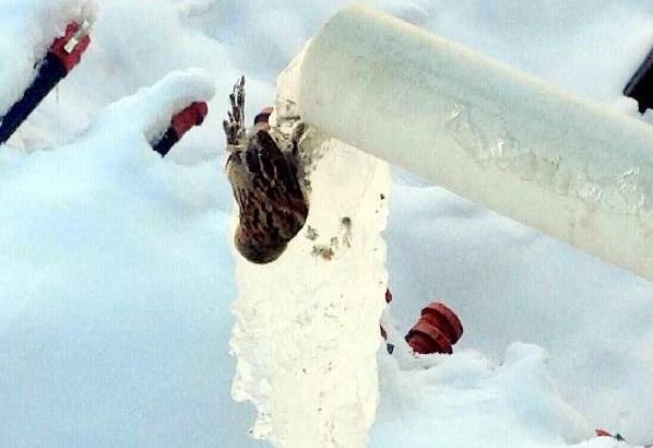 Serçe, içmek istediği su ile birlikte dondu