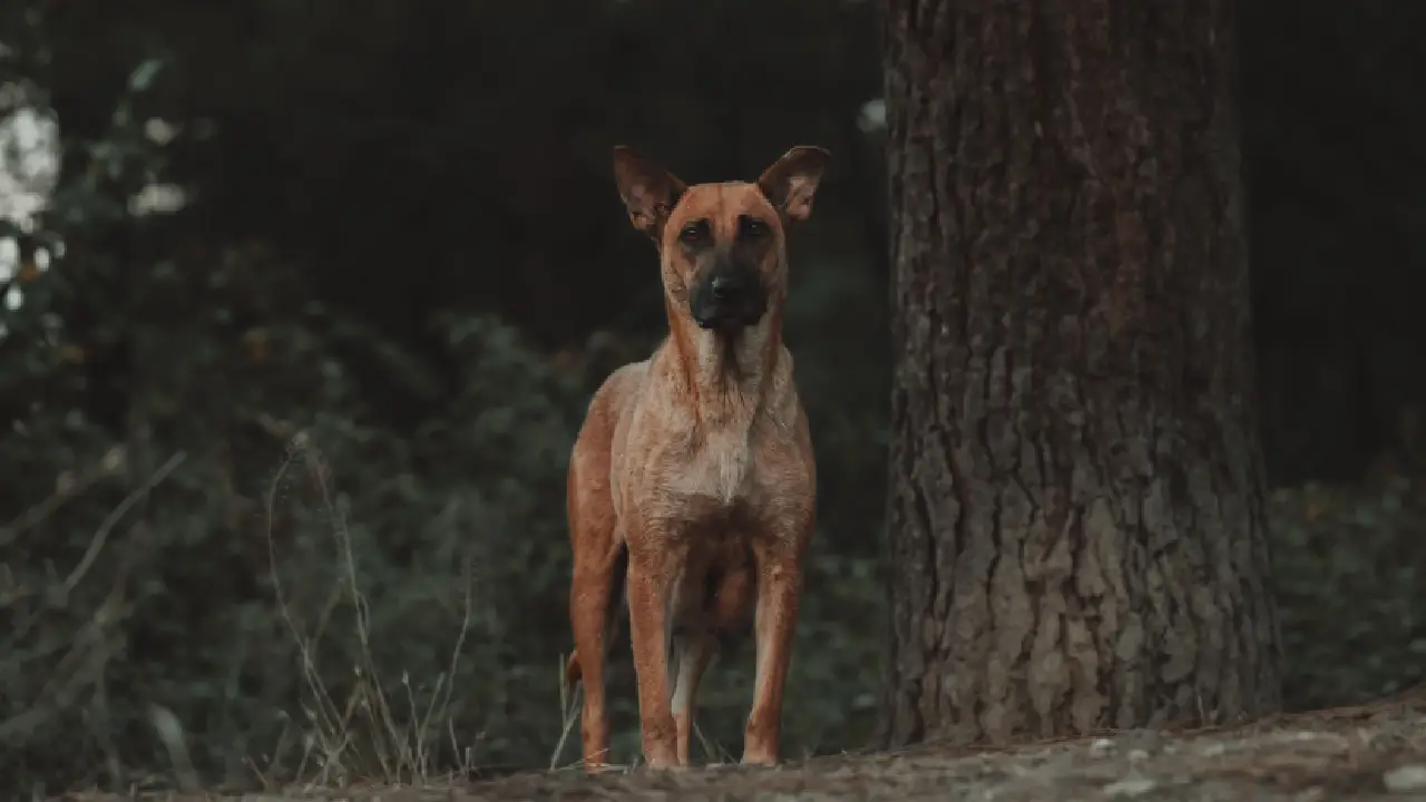 Dünyanın en yaşlı köpeği hayatını kaybetti