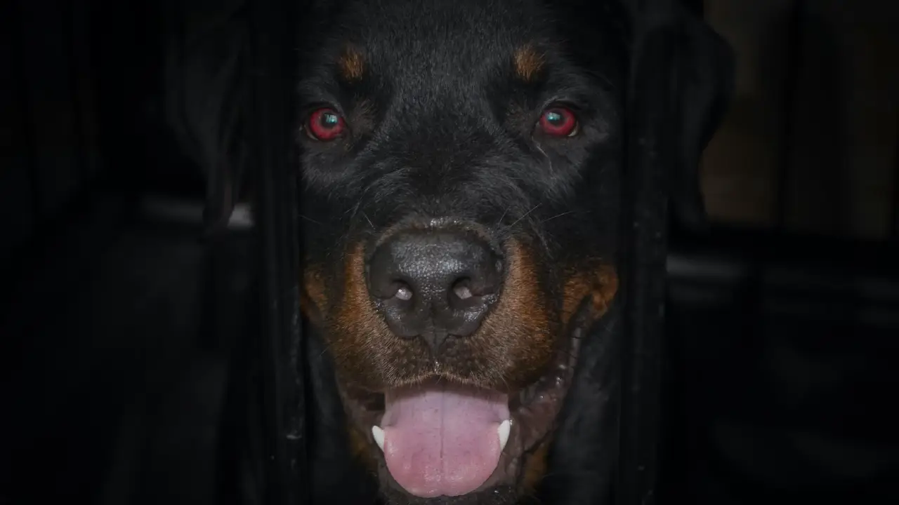 Almanya'da "köpek ehliyeti" için harekete geçildi