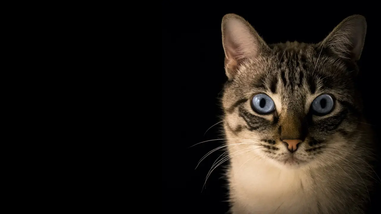 Almanya'da binlerce hayvanın hayatı ölümcül "kedi koronası" yüzünden tehlikede