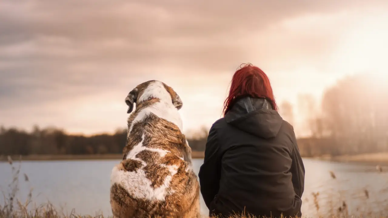 Kuzey Ren-Vestfalya'da kural değişti... Köpek sahipleri başvurmalı