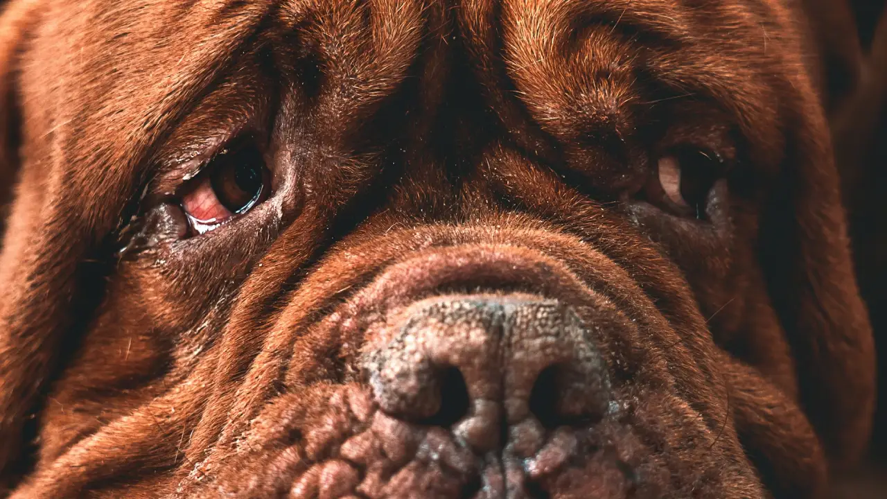 Köpeğinizin gözyaşı dökmesinin sebebi