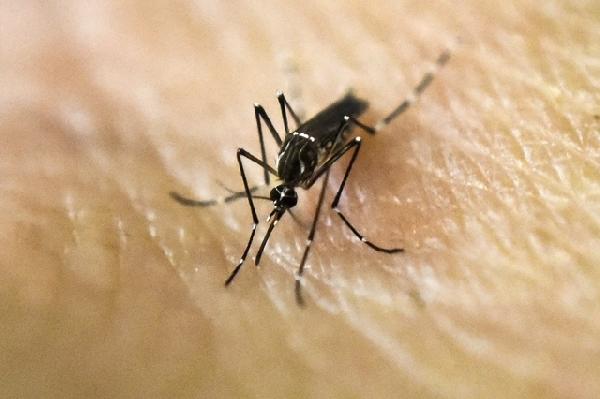 Almanya’da Zika virüsü alarmı