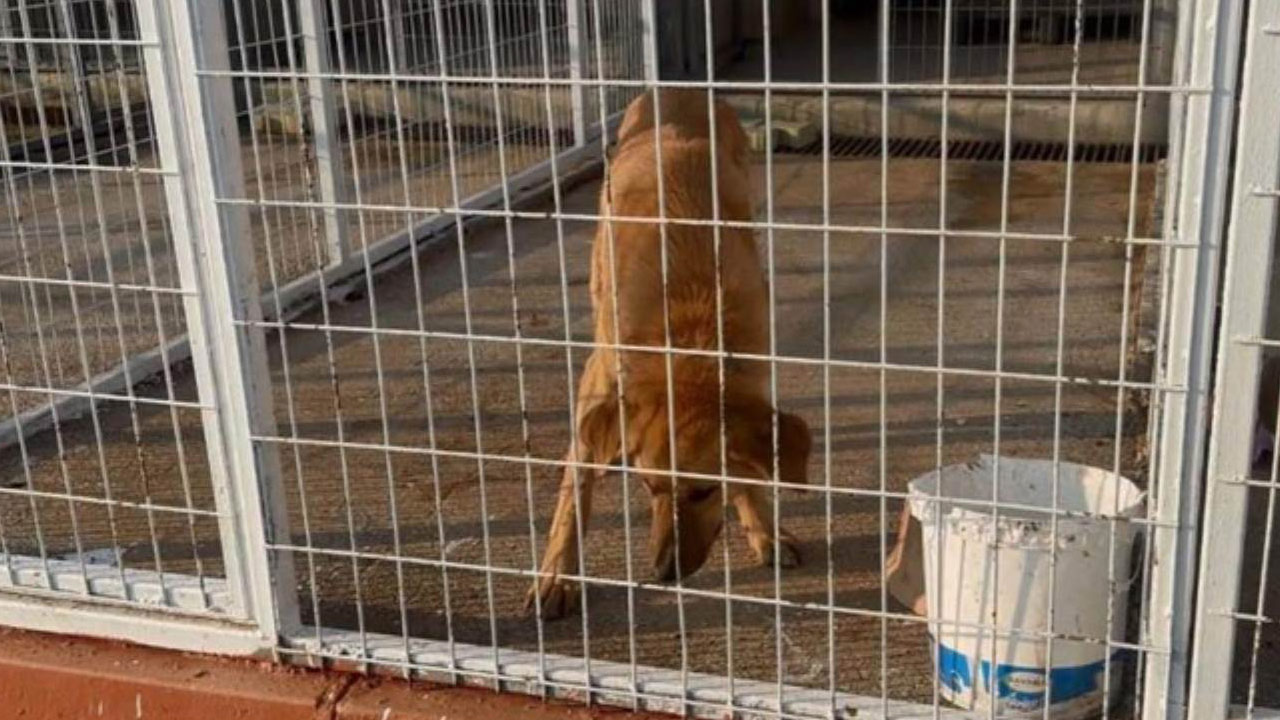 Köpeğe sopayla vurdu: Savunması "pes" dedirtti