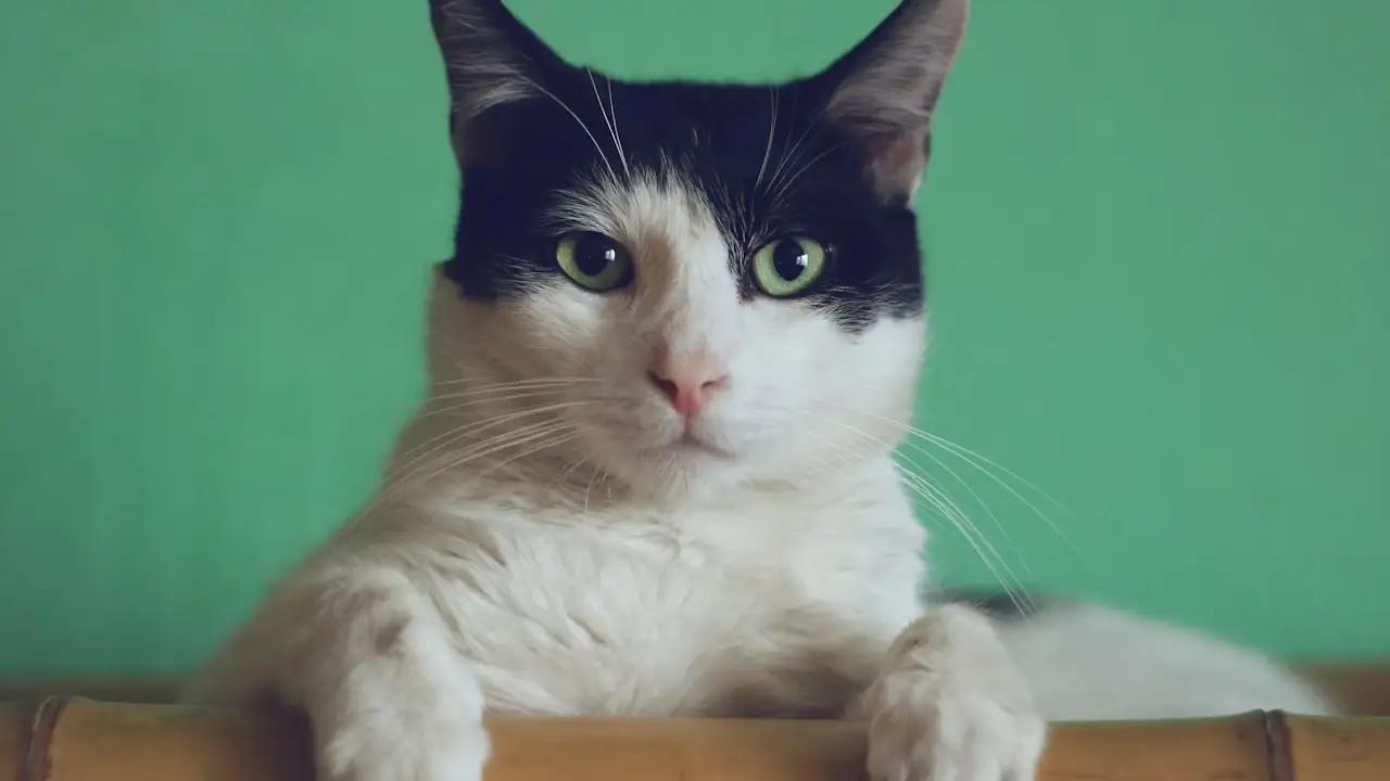 Almanya’da yetkililerden “kedi” uyarısı