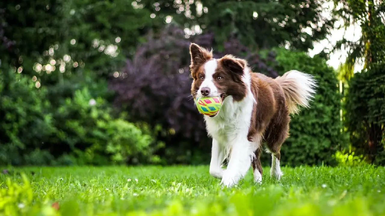 Sigara dumanı köpeklerde kansere neden oluyor
