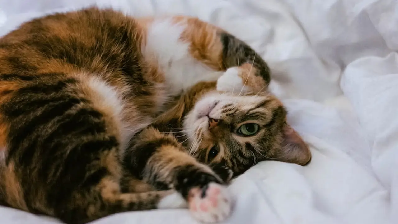 Kedi sahiplenmeden önce kendinize sormanız gereken 10 soru