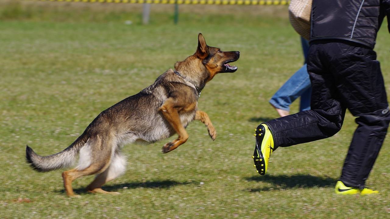 Almanya'da köpek saldırıları: Sahipleri kaçtı!