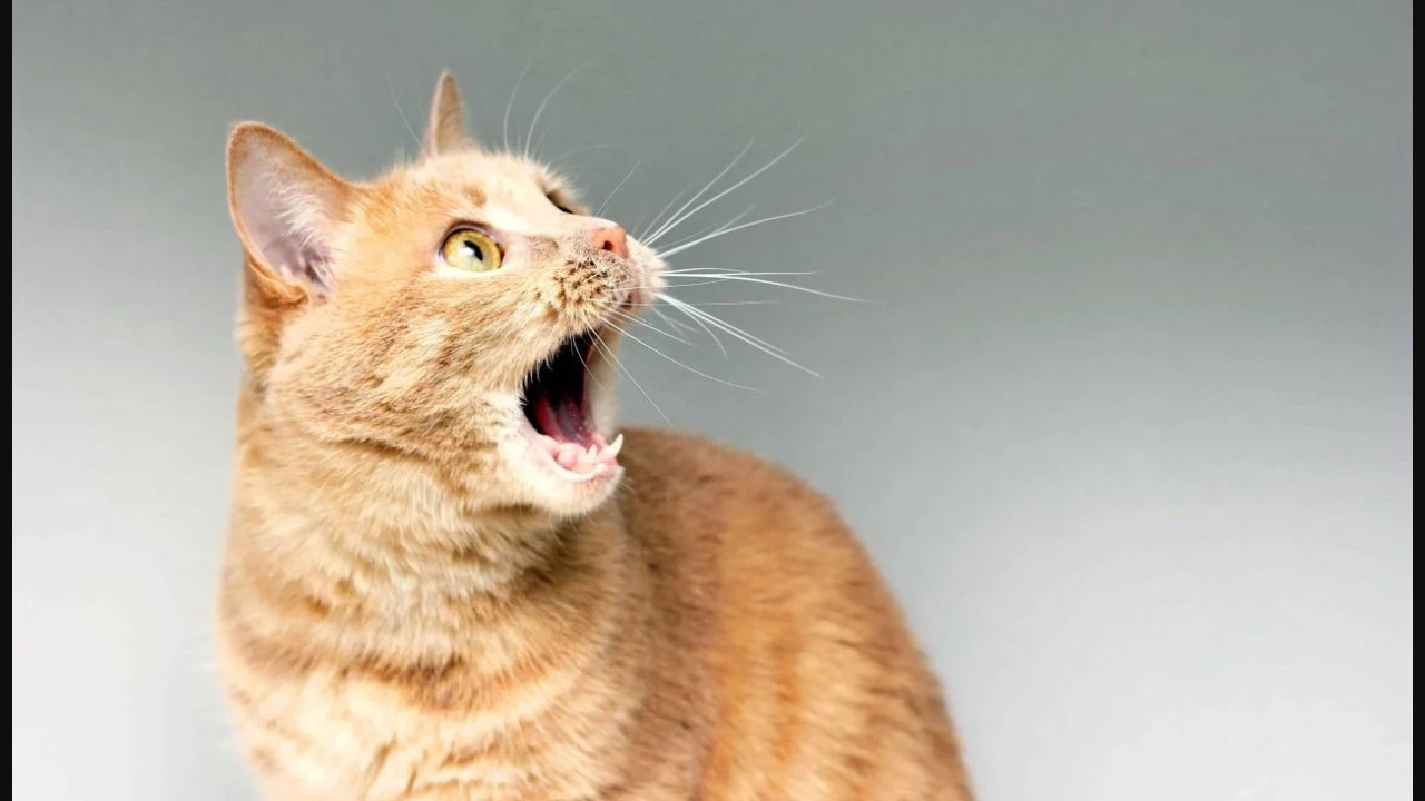 Kedi sahiplenmek istedi ama üst üste dolandırıldı