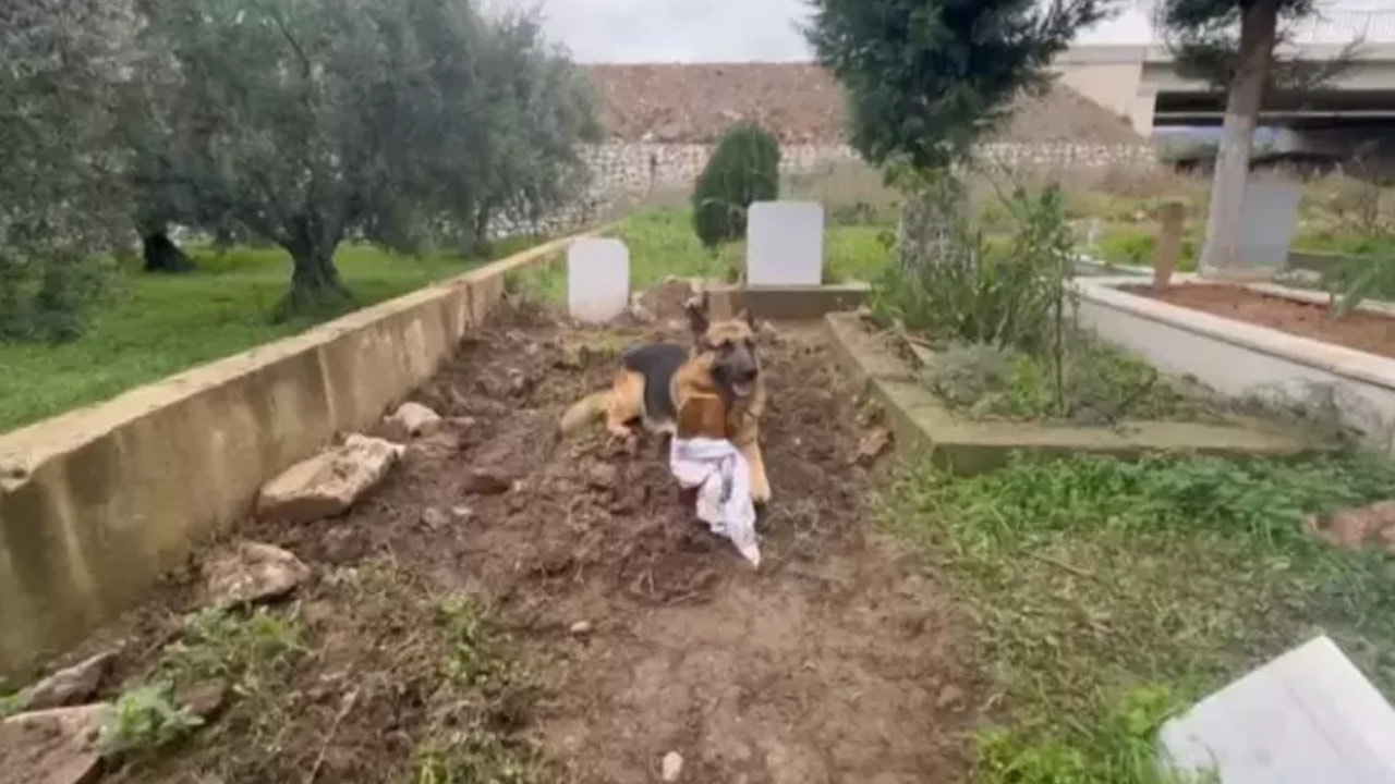 Sahibinin mezarından ayrılmayan Alman kurdu