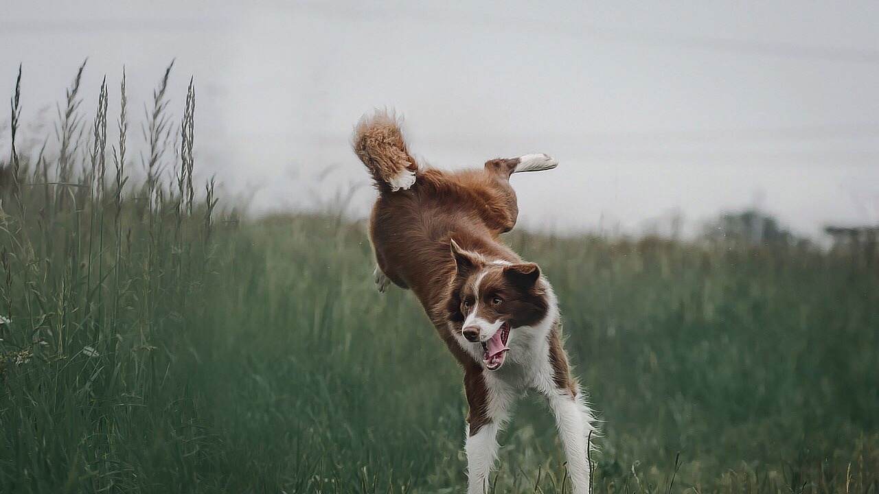 Polis, genci ısıran köpeği öldürdü!