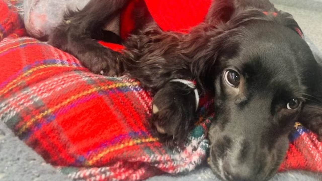 Otoparka terk edilen 6 bacaklı köpek bulundu