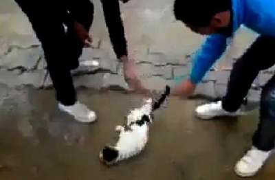 Çevirerek kedinin başını döndürdüler