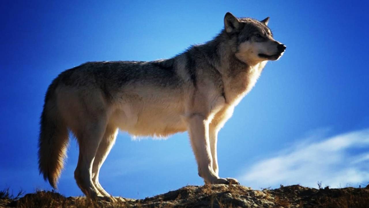 Çernobil'de mutasyon geçiren kurtlar, insanlık için kurtarıcı olabilir