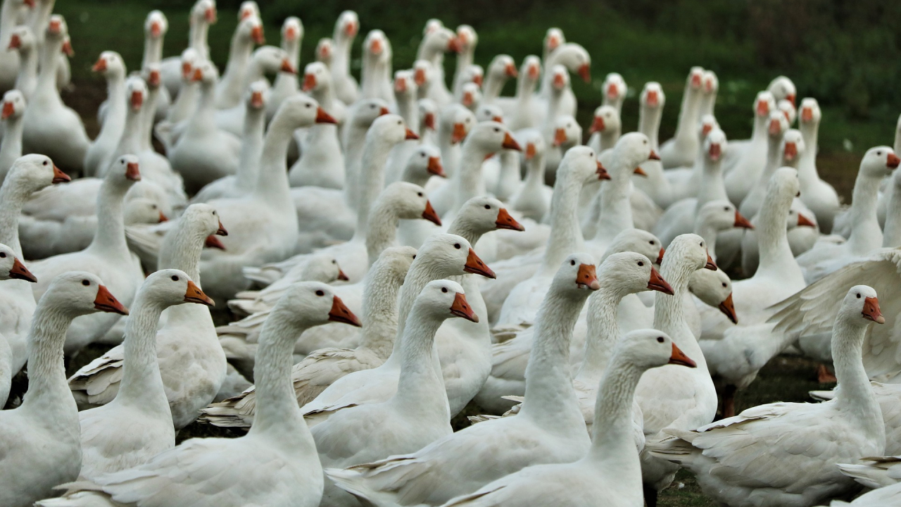 Almanya'da bir kuş gribi vakası daha