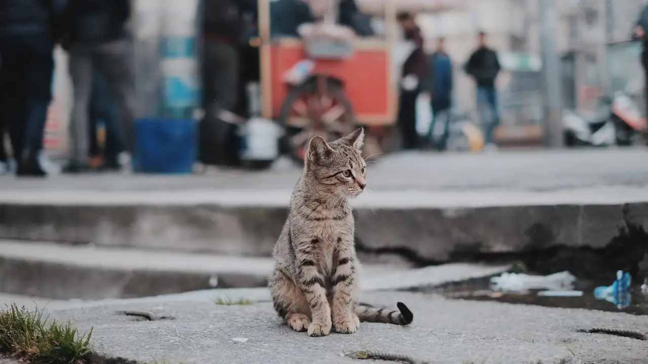 Hayvan terapisi: Sokak hayvanları ile stres azaltmak