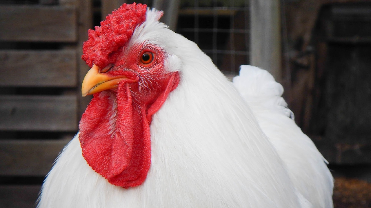 Evden kaçan Alman tavuk Elsa ortalığı karıştırdı: Polis alarma geçti