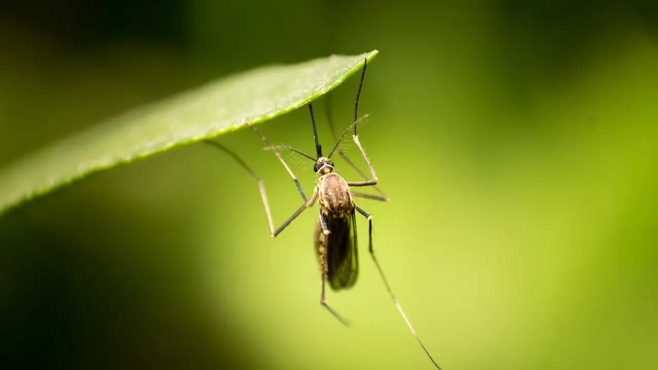 Kuzey Ren Vestfalya'da sivrisinek alarmı: Enfeksiyon tehlikesi