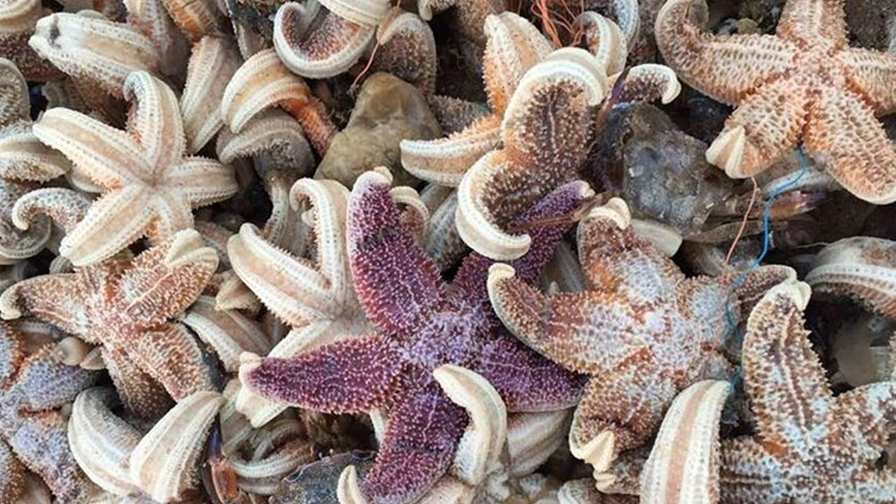 Herkes şokta: Binlerce ölü denizyıldızı sahile vurdu