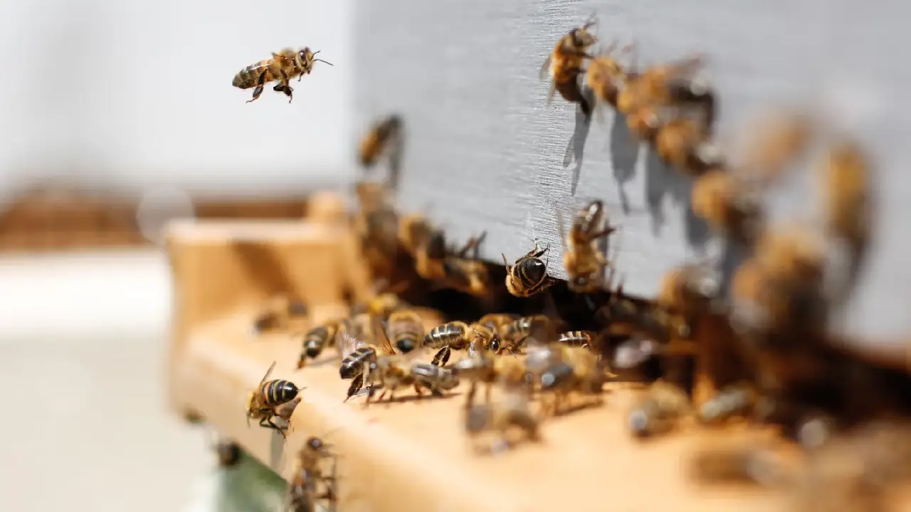 Bremenli arıcıları şok eden hırsızlık: Binlerce arı çalındı