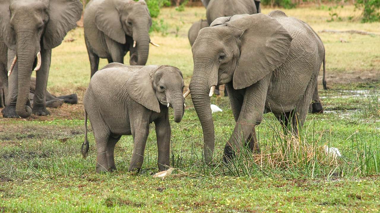 O Afrika ülkesinden Almanya'ya ilginç teklif: 20 bin fil göndermek istiyoruz