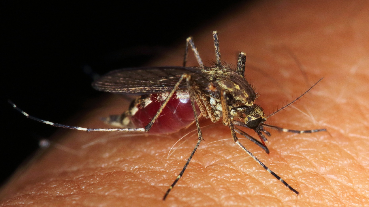 Sivrisinek istilası kapıda: Bu yaz Almanya'da zor geçebilir